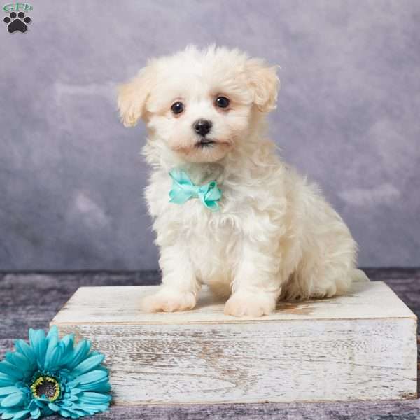 Russ, Havachon Puppy